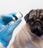 חיסון לכלבת – מתי ומדוע להתחסן ועל תופעות הלוואי -תמונה